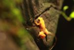 Golden Mantella (Mantella aurantiaca)