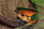 Madagascar Tomato frog (Dyscophus antongilii)