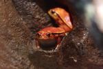 Madagascar Tomato frog (Dyscophus antongilii) [brnxz_069]