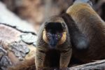 Collared Brown Lemurs