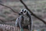 Ring-tailed Lemur (Lemur catta)