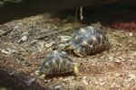 Radiated tortoise (Geochelone radiata)