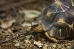 Radiated tortoise (Geochelone radiata)