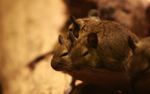 Brush-Tailed Rats (Octodon degus)