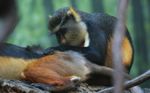 Wolf's Guenon (Cercopithecus wolfi) grooming