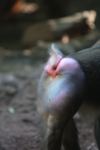 Mandrill (Mandrillus sphinx) monkey butt