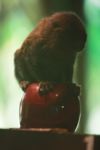 Pygmy Marmoset (Callithrix pygmaea) atop an apple for scale