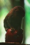 Pygmy Marmoset (Callithrix pygmaea) atop an apple for scale