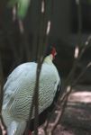 Silver Pheasant, Lophura nycthemera