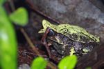 Blue-eyed Asian Leaf Frog (Megophrys nasuta)