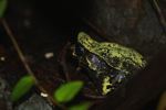 Asian Leaf Frog (Megophrys nasuta)