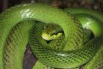 Green Vine Snake (Gonisoma oxycephala)