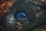 Blue poison dart frogs mating