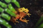 Panama golden frogs mating
