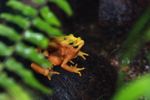 Panama golden frogs (Atelopus zetecki) mating