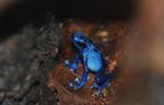 Blue poison dart frog (Dendrobates azureus)