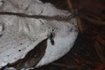 Gaboon viper (Bitis gabonica)