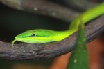 Green Vine Snake (Oxybelis fulgidus)
