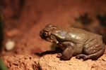Colorado River toad (Bufo alvarius)