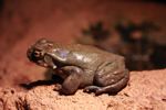 Sonoran Desert toad (Bufo alvarius)