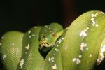 Green tree python (Morelia viridis)