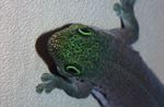 Standing's day gecko (Phelsuma standing)
