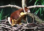 Matschie's Tree-kangaroo (Dendrolagus matschiei)