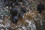 Asian Small-clawed Otters (Aonyx cinerea)