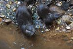 Asian Small-clawed Otters (Aonyx cinerea)