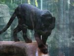 Black panther (leopard)