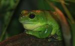 Giant Tree Frog (Litoria infrafrenata)
