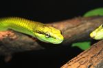 Serpiente verde de cola roja (Gonyosoma oxycephela)