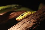 Red-tailed Rat Snake (Gonyosoma oxycephela)