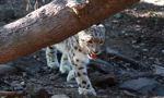 Snow leopard (Uncia uncia)