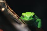 Waxy Monkey Leaf Frog (Phyllomedusa sauvagii)