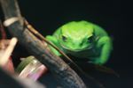 Waxy Monkey Leaf Frog (Phyllomedusa sauvagii)