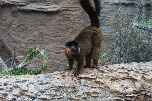 Collared braun Lemur (eulemur collaris)