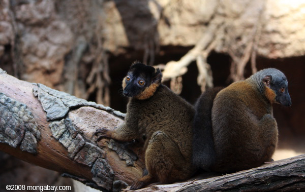 collared коричневого lemurs