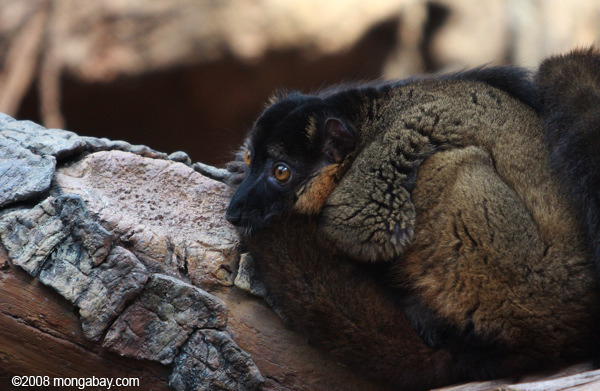 collared коричневого lemurs
