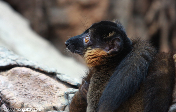 lemures de collar marrón