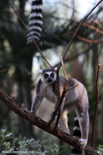 Lémurien à queue annelée (Lemur Catta)