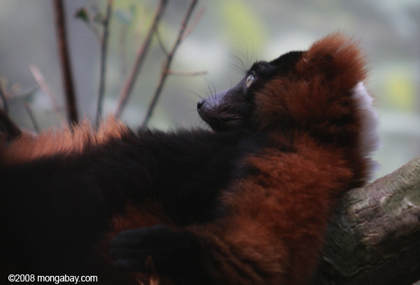 red ruffed Lemur (varecia rubra)