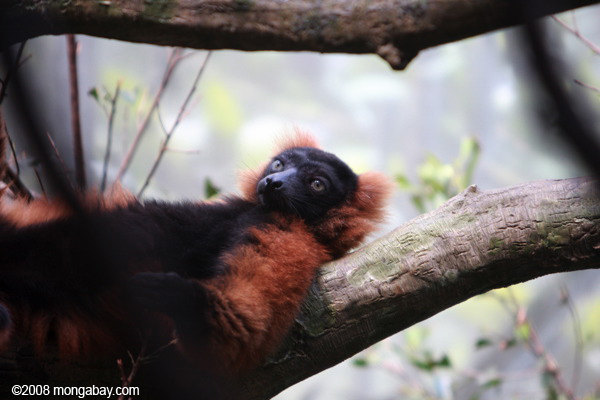 red ruffed Lemur (varecia rubra)