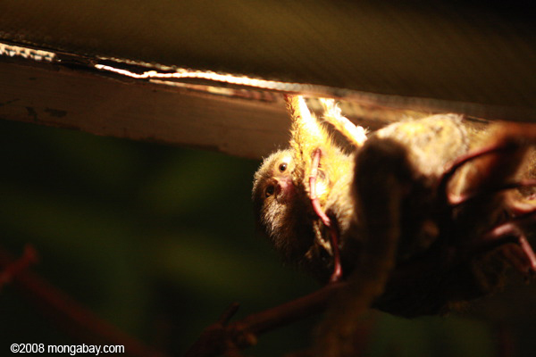 пигмеев мартышка, callithrix (cebuella) pygmaea