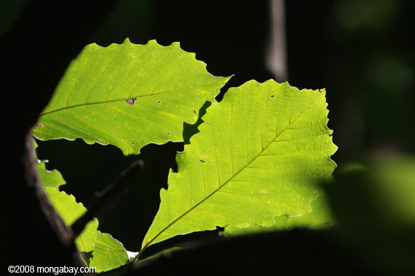 太陽は、北アメリカの広い葉の森の中の葉点灯