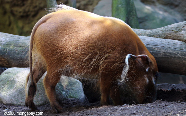 赤い川豚（ potamochoerus porcus ）