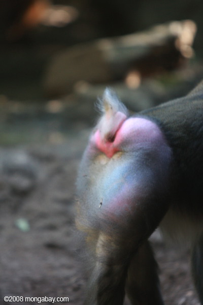 マンドリル（ mandrillusスフィンクス）猿の尻