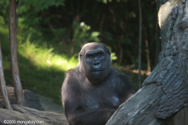 女性西部の低地gorilla （ゴリラゴリラゴリラ）