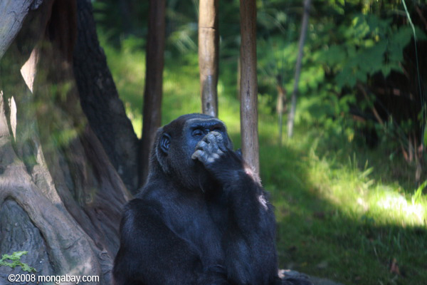 westlichen Tiefland-Gorilla (Gorilla gorilla gorilla)