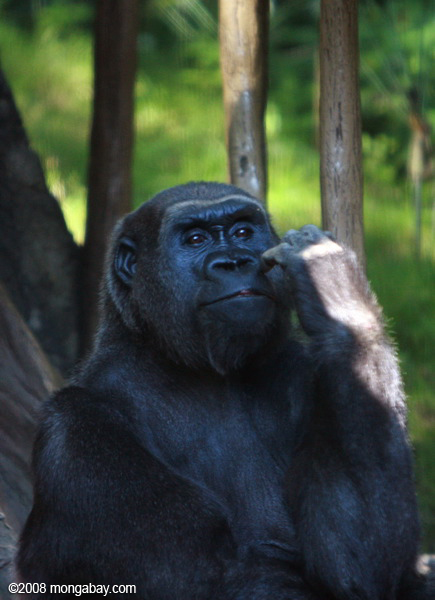 западных равнинных горилл (горилла горилла горилла)